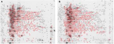 Phenotypic Modulation of Biofilm Formation in a Staphylococcus epidermidis Orthopedic Clinical Isolate Grown Under Different Mechanical Stimuli: Contribution From a Combined Proteomic Study
